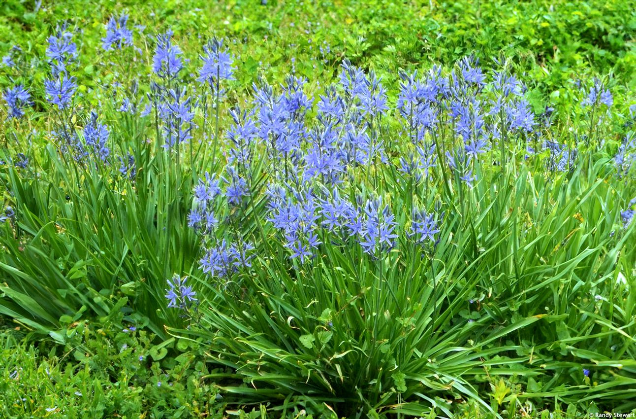 camassia leichtlinii