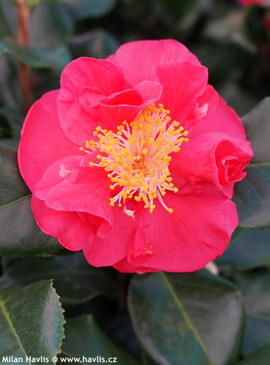Camellia japonica 'DR. KING'