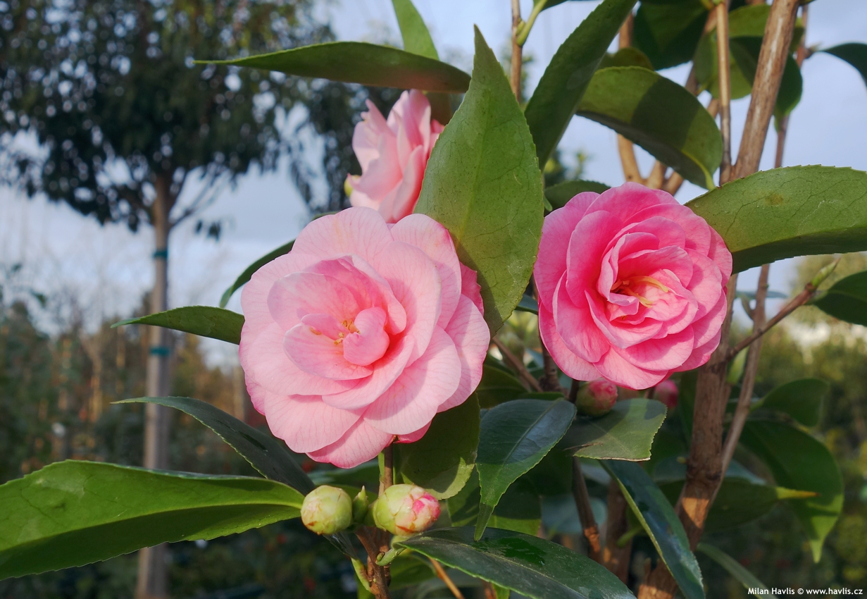 camellia Spring Festival