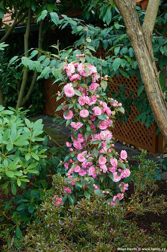 camellia Spring Festival