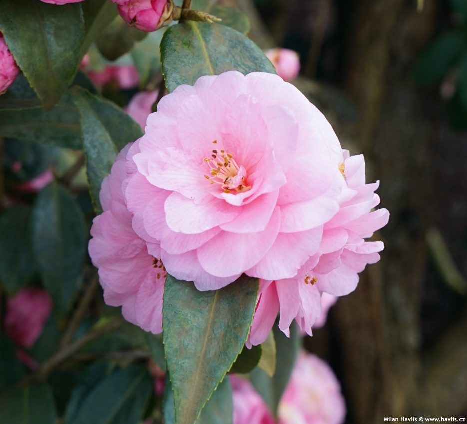 camellia Spring Festival