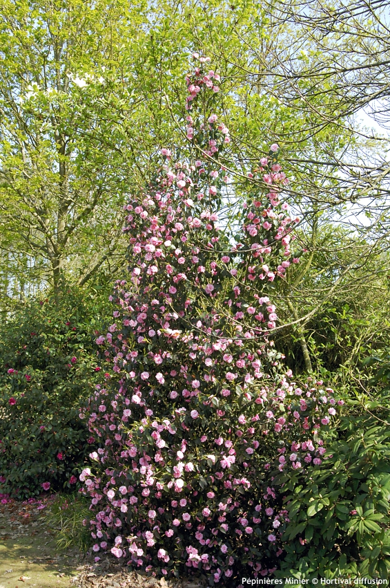 camellia Spring Festival