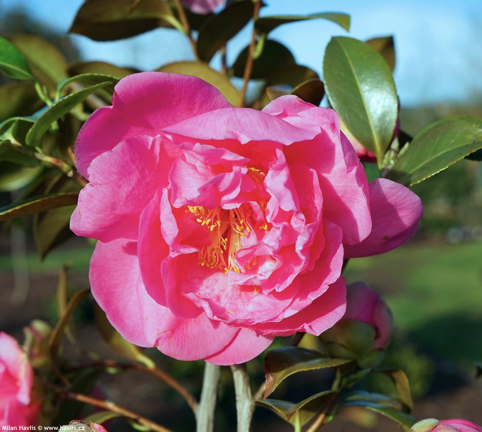 camellia Spring Frill