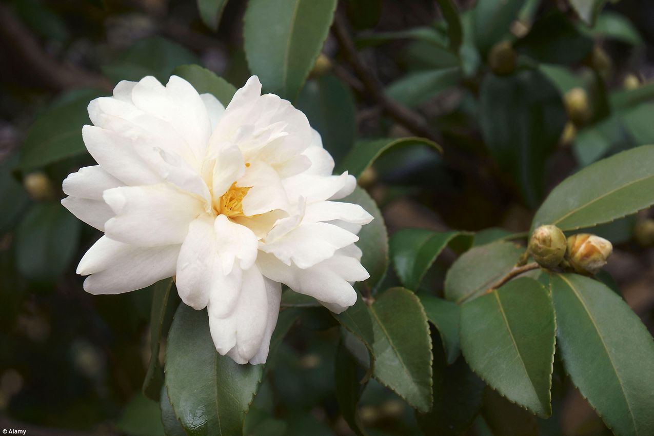 camellia Winter's Waterlily