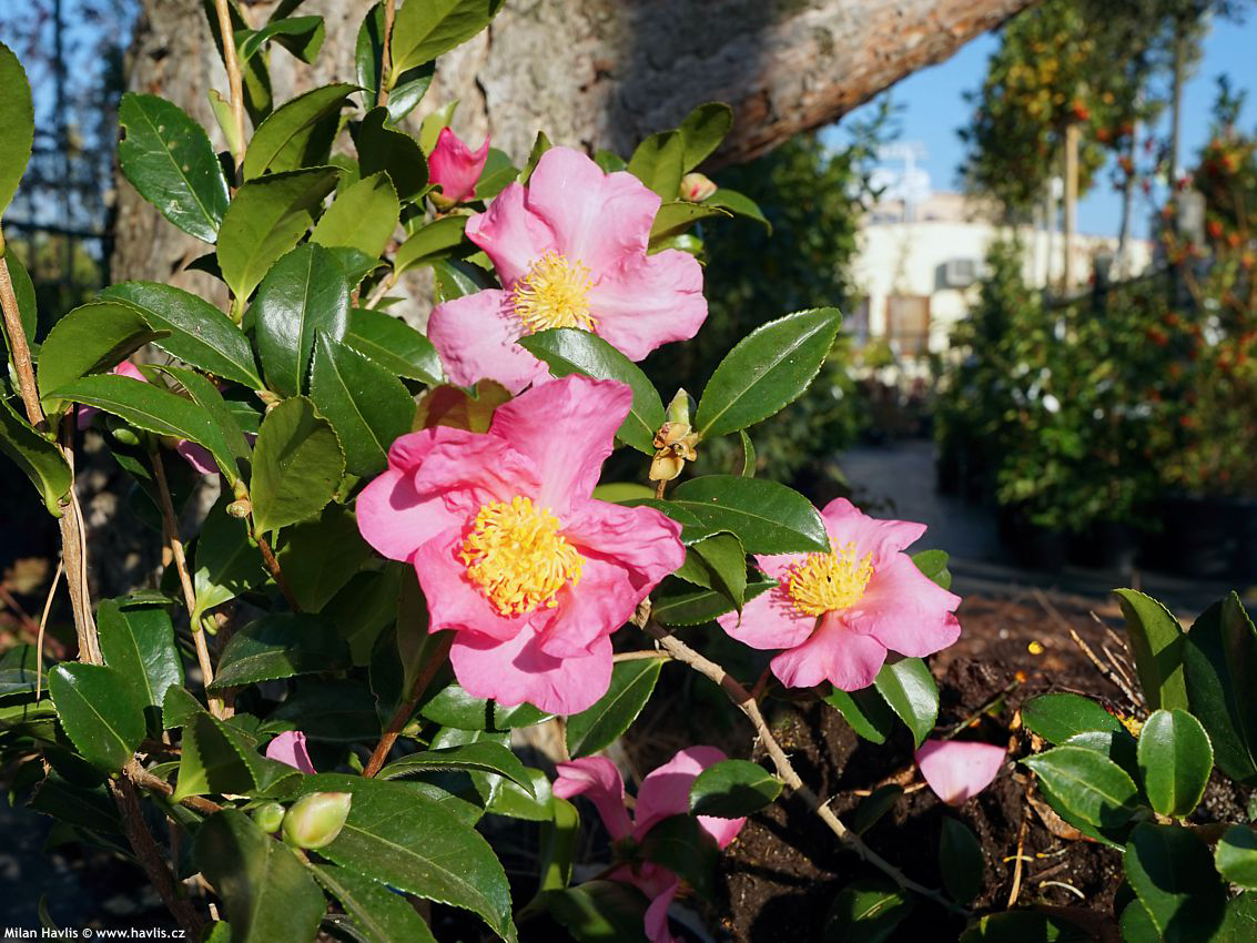 camellia Winters Star