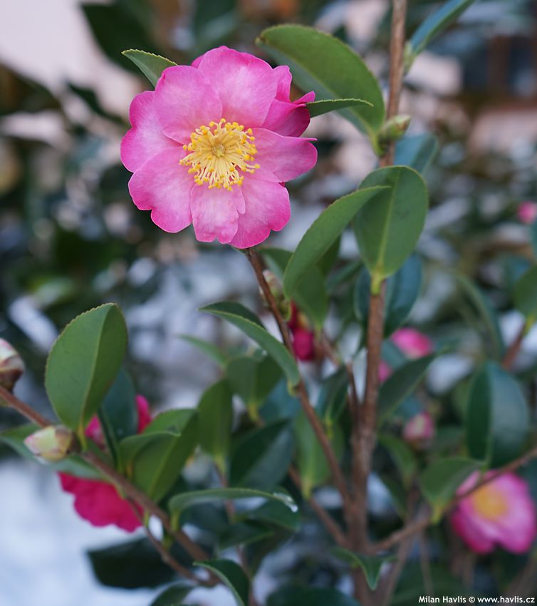 camellia hiemalis