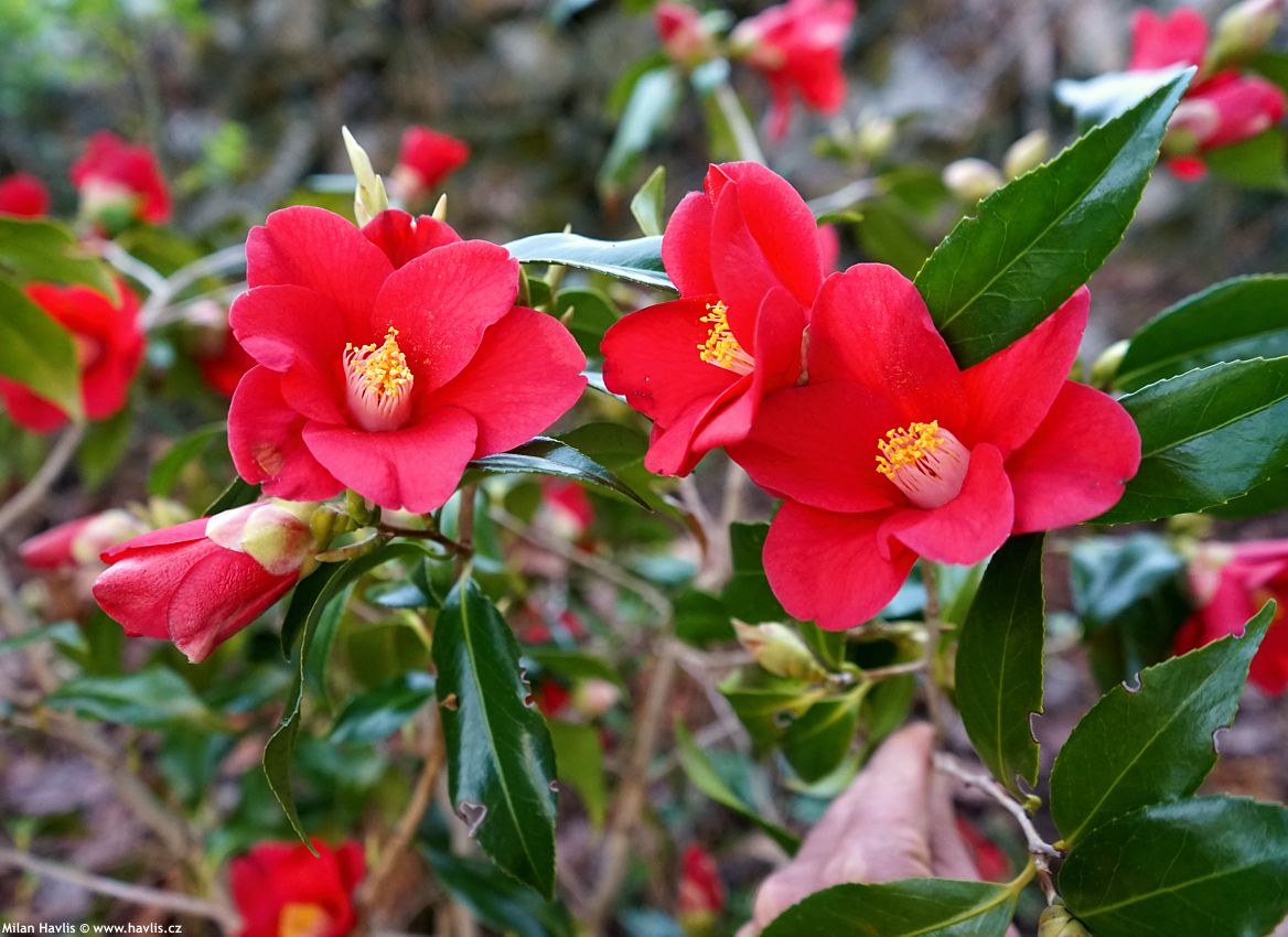camellia japonica Adeyaka