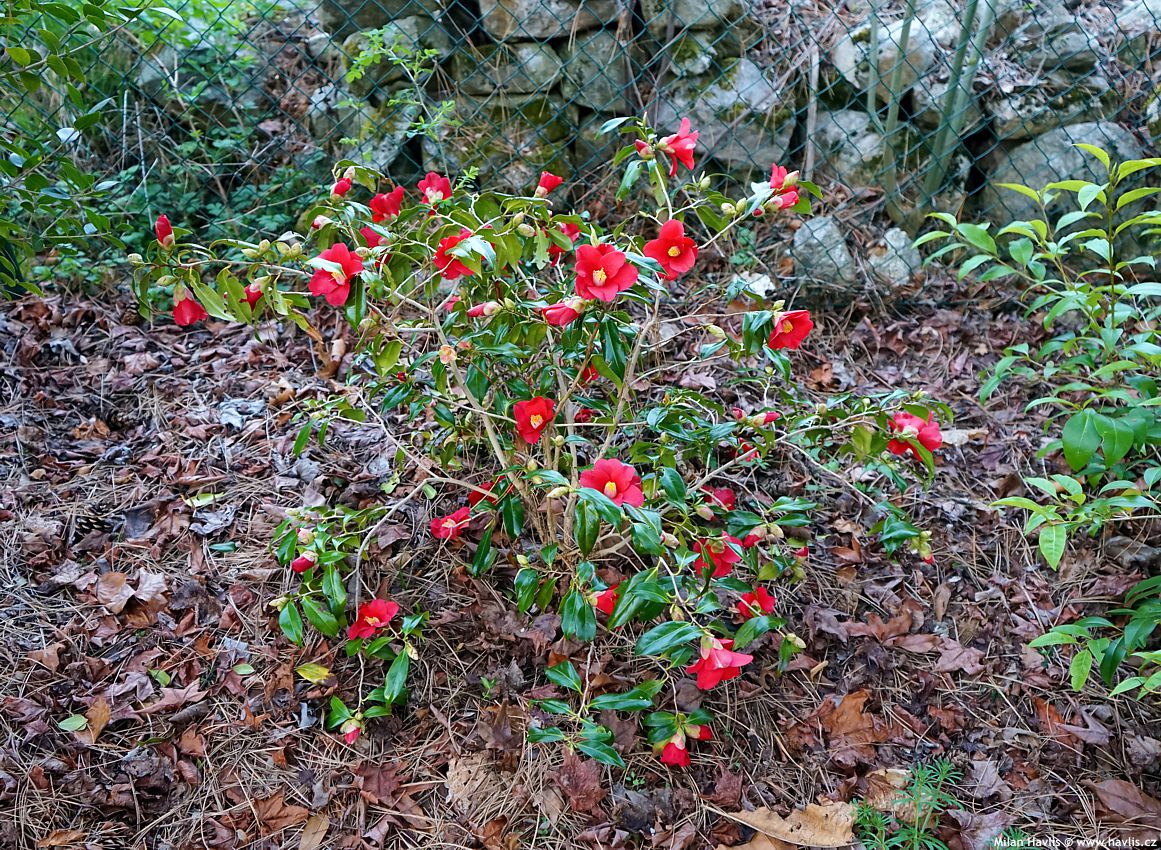 camellia japonica Adeyaka