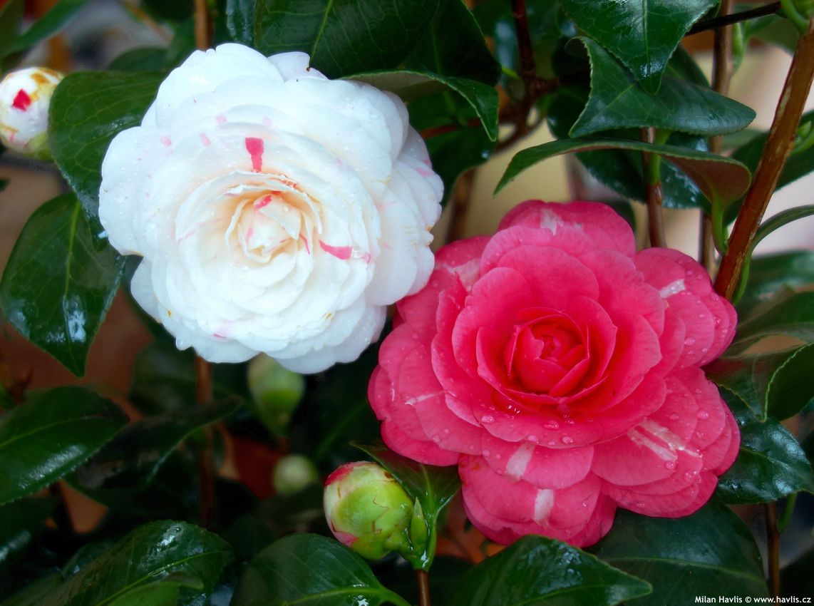 camellia japonica April Dawn