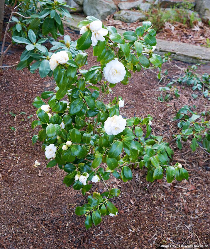 camellia japonica April Snow