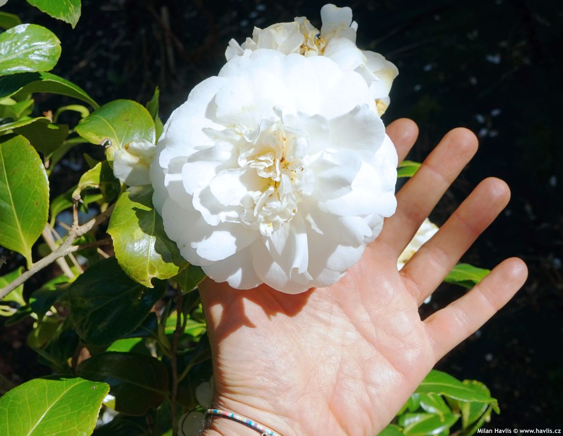 camellia japonica April Snow