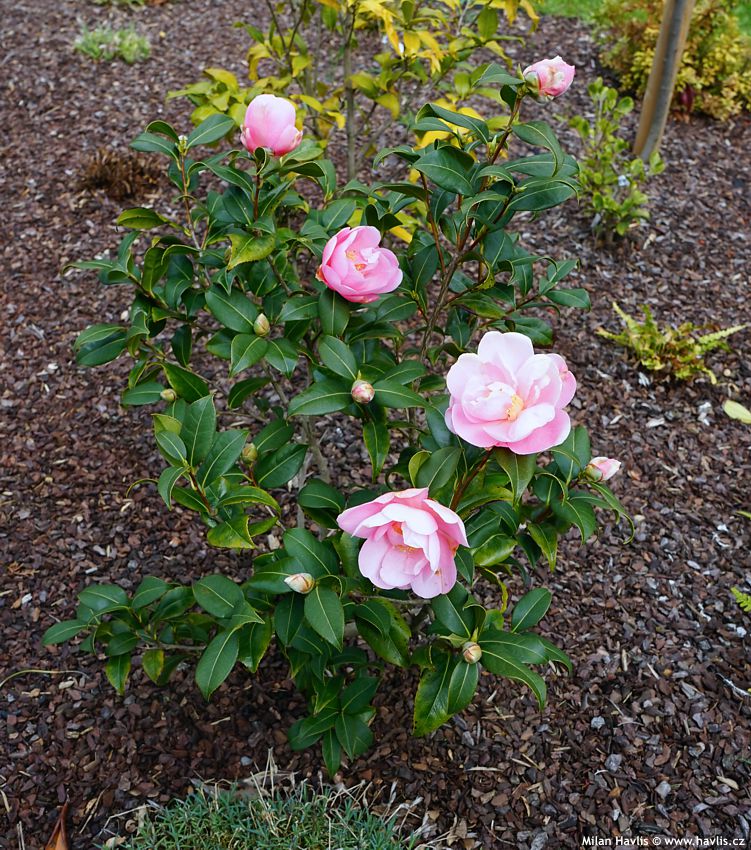 camellia japonica Berenice Boddy