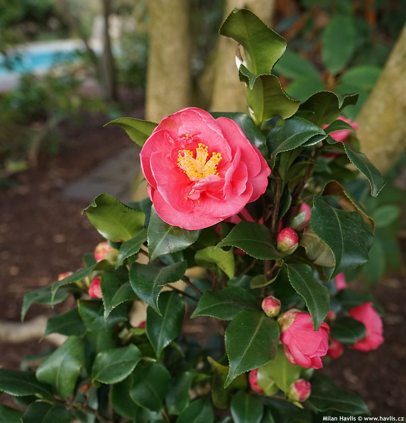 camellia japonica