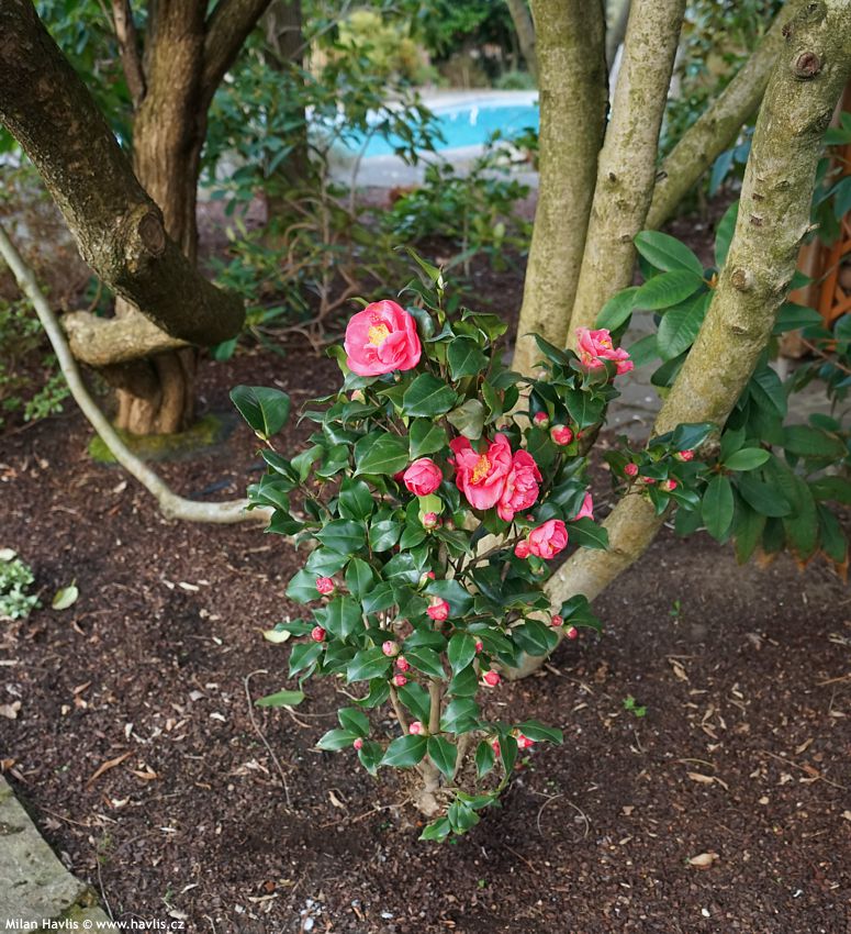 camellia japonica Dr King