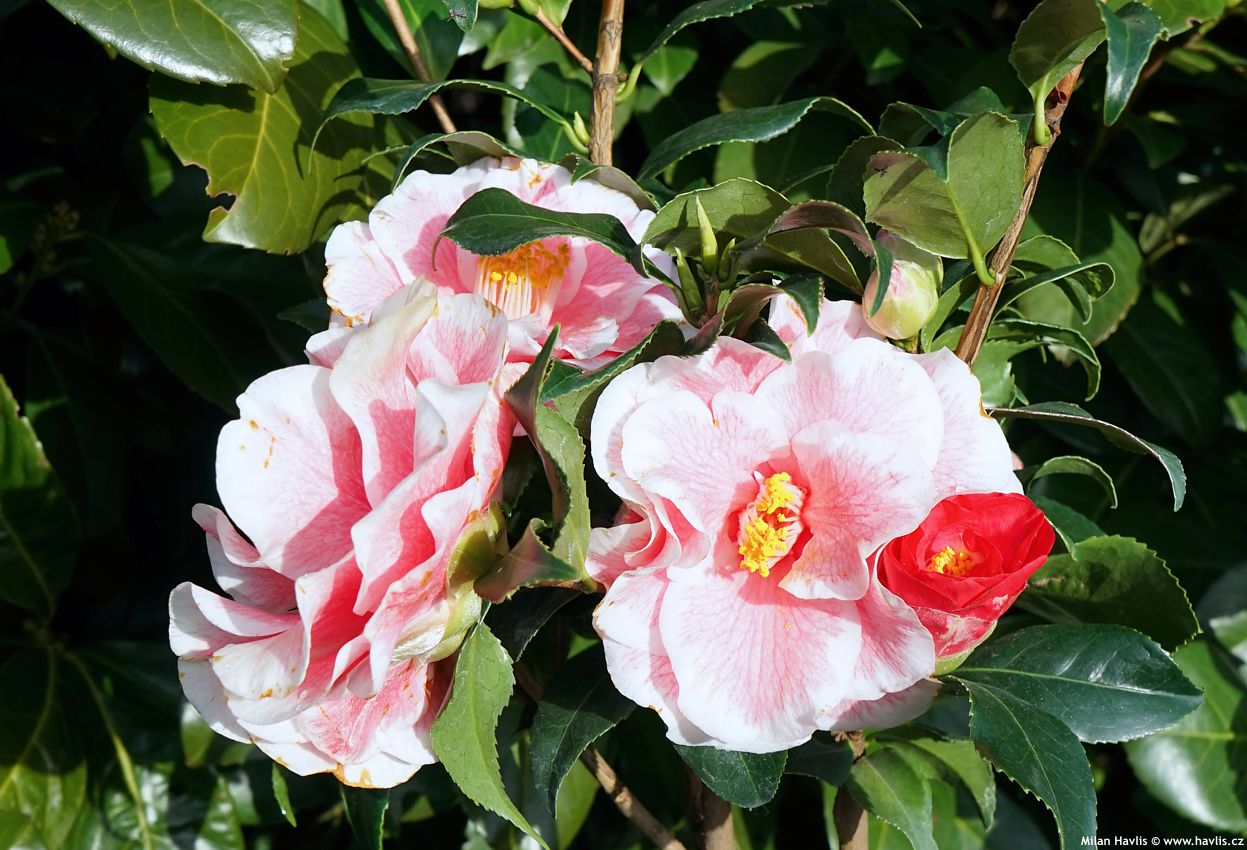 camellia japonica Lady Vansittart