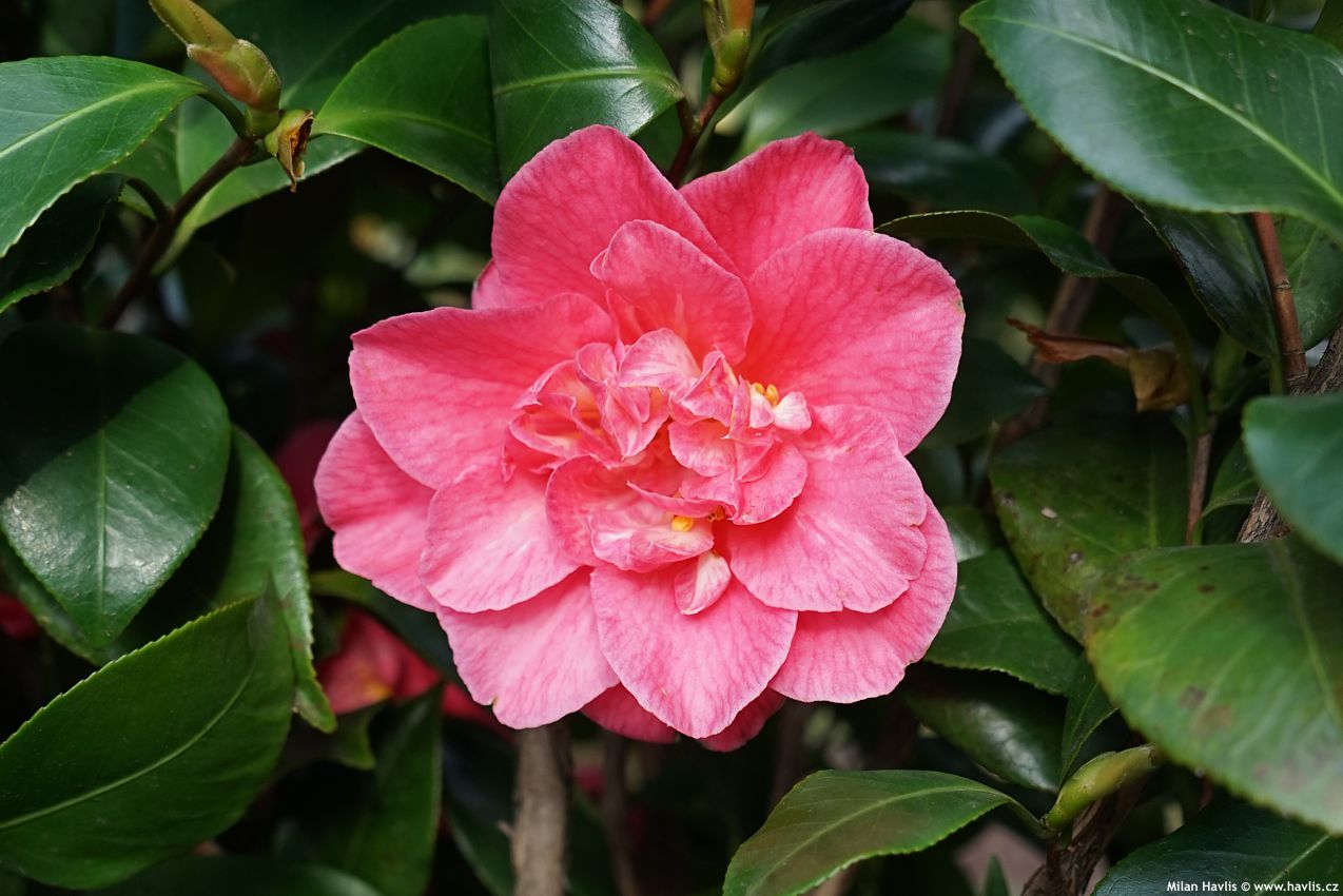 camellia japonica Marie Bracey