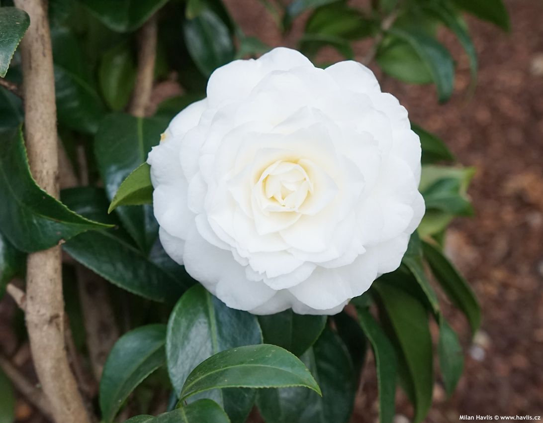 camellia japonica Matterhorn