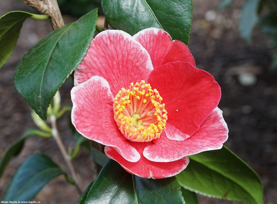 camellia japonica Sanpei Tsubaki