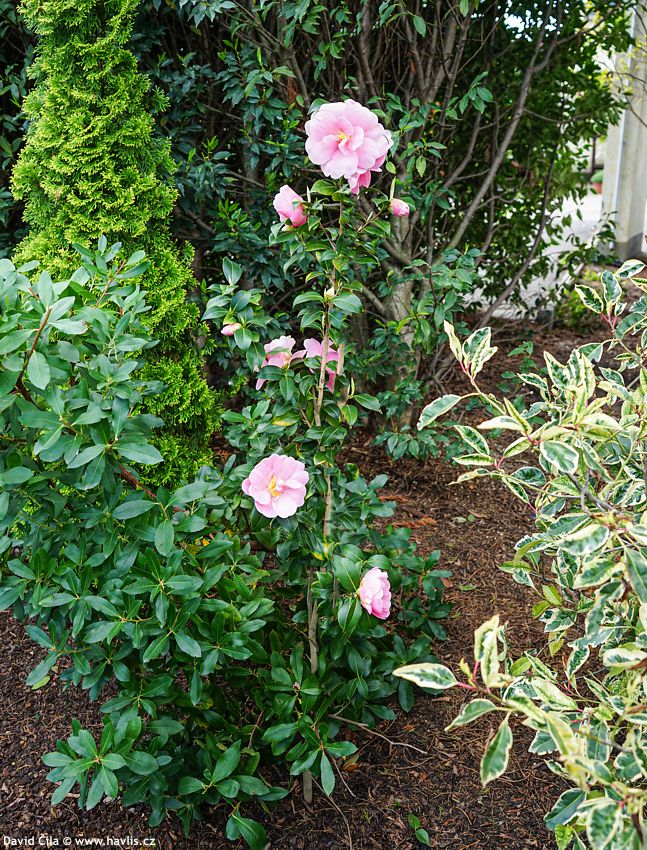 camellia pink icicle 2025