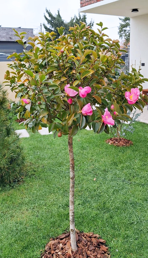 camellia sasanqua