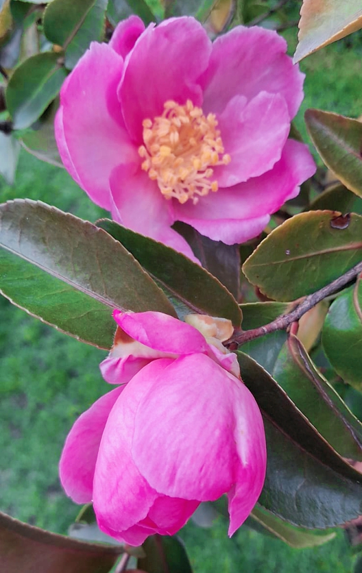 camellia sasanqua