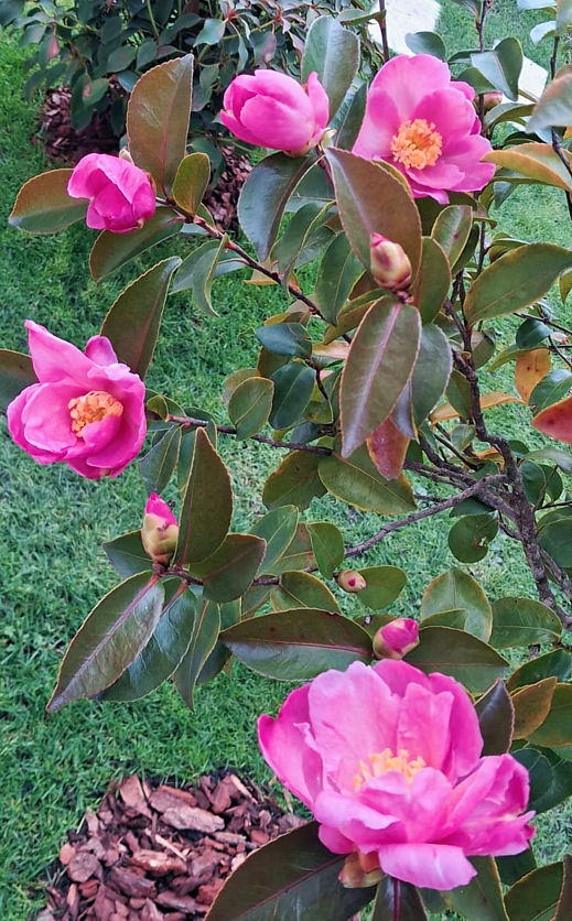 camellia sasanqua