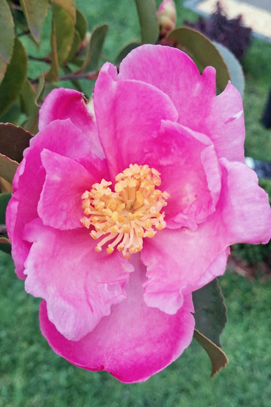 camellia sasanqua