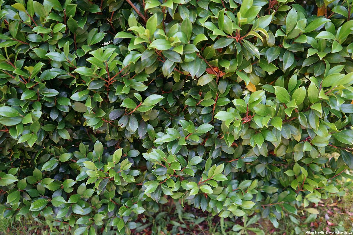 camellia sasanqua Yuletide