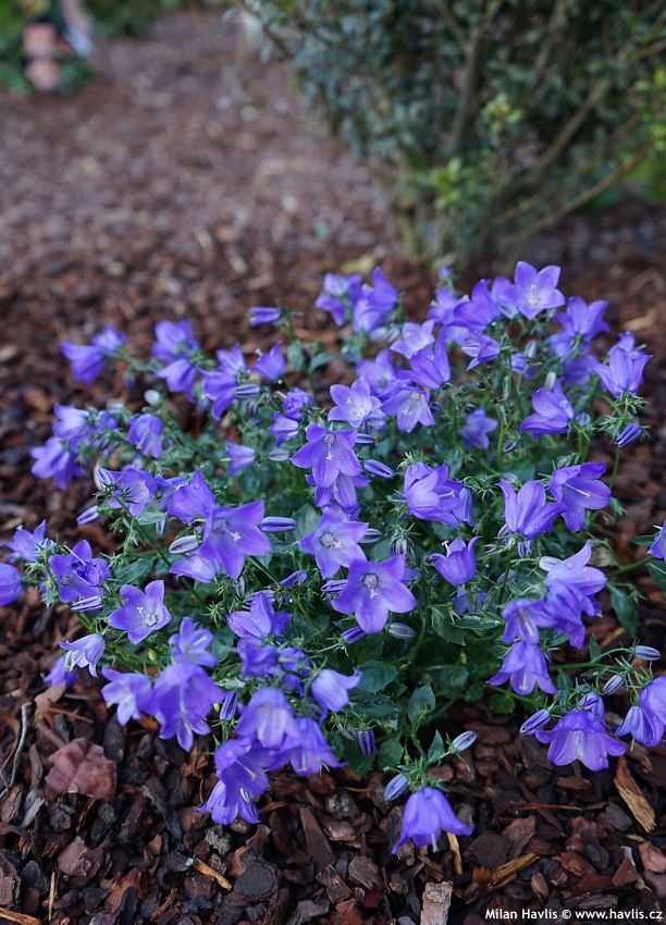 campanula Starina Spring Bell