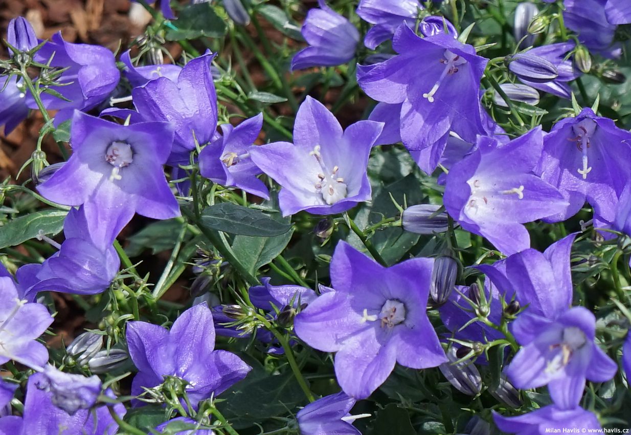 campanula Starina Spring Bell