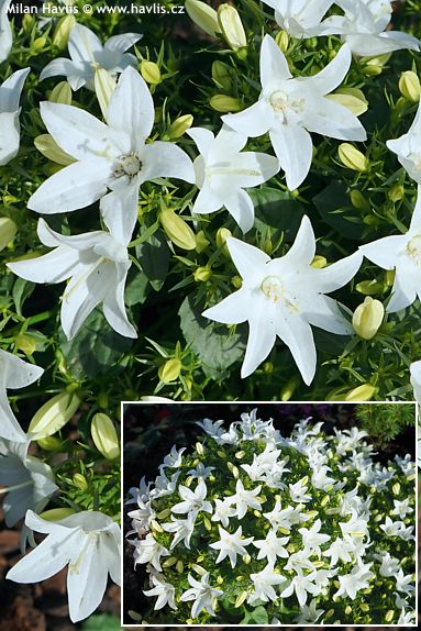 Campanula carpatica 'WHITE STAR'