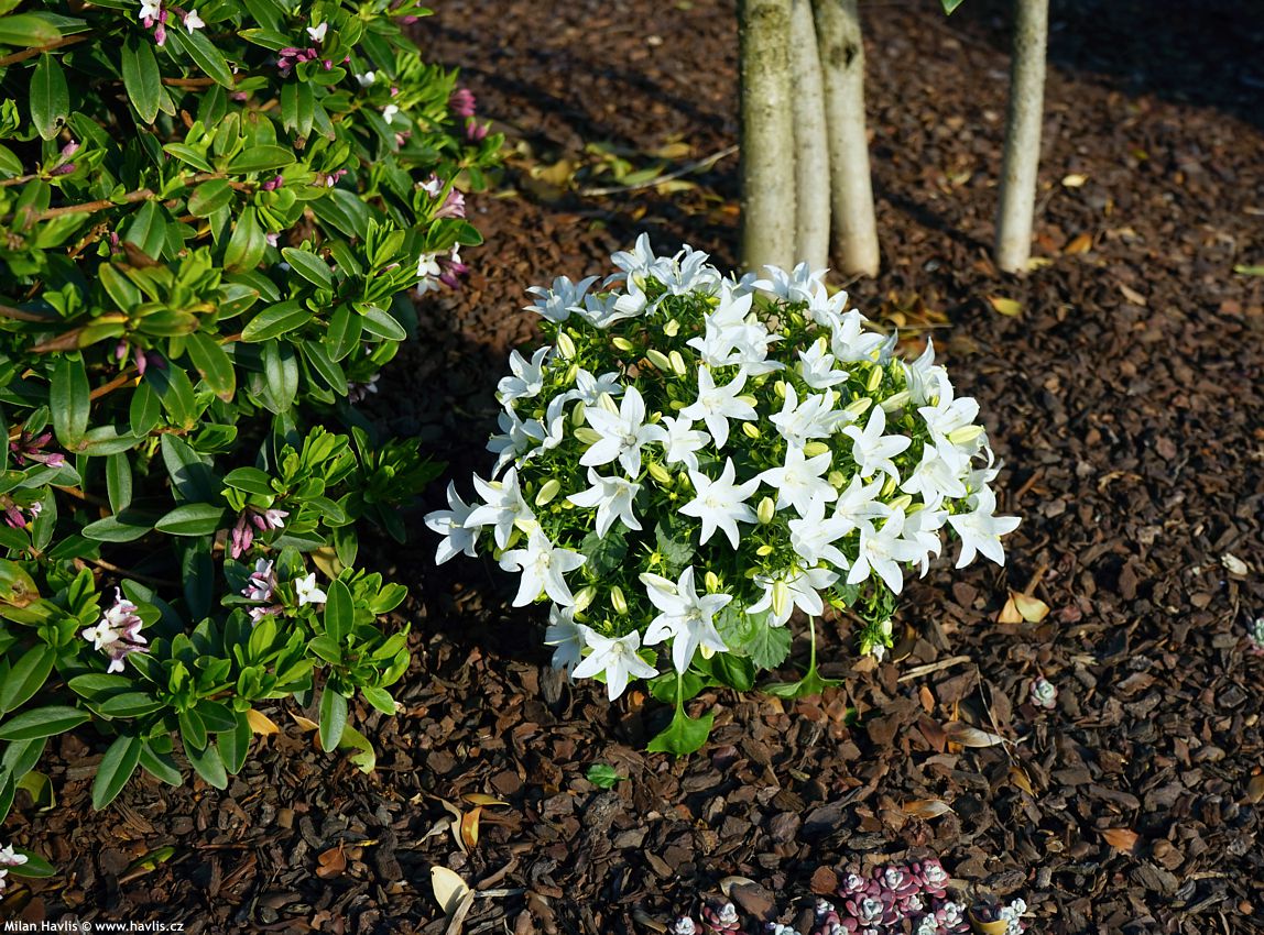 campanula carpatica White Star