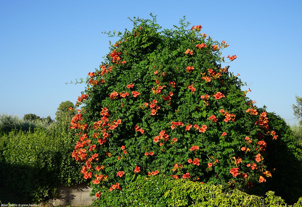 campsis x tagliabuana Madame Galen