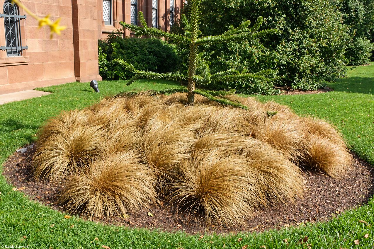 carex buchanani Bronze.jpg