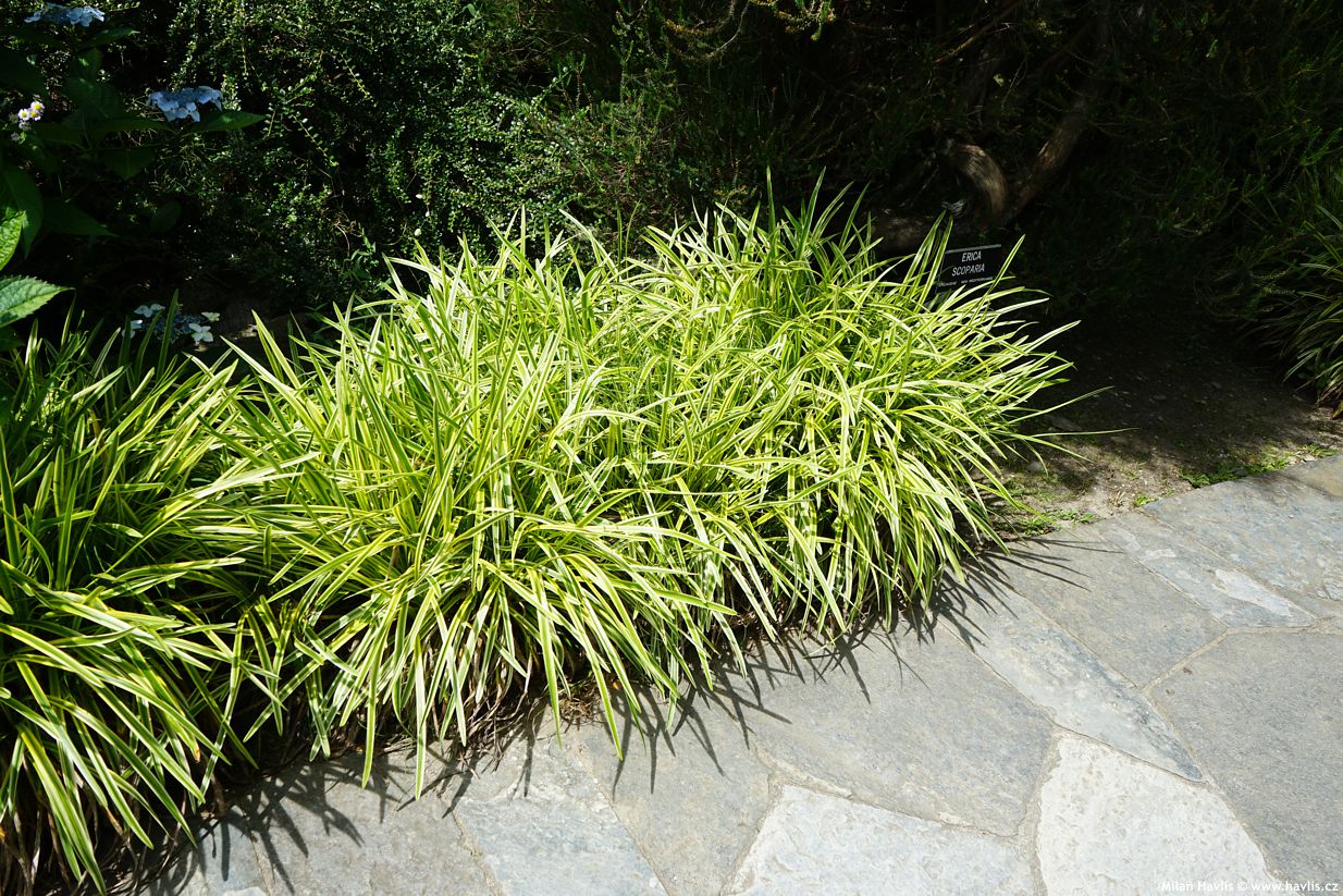 carex morrowii Goldband