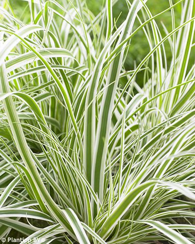 Carex oshimensis EverColor® 'Fiwhite' EVEREST