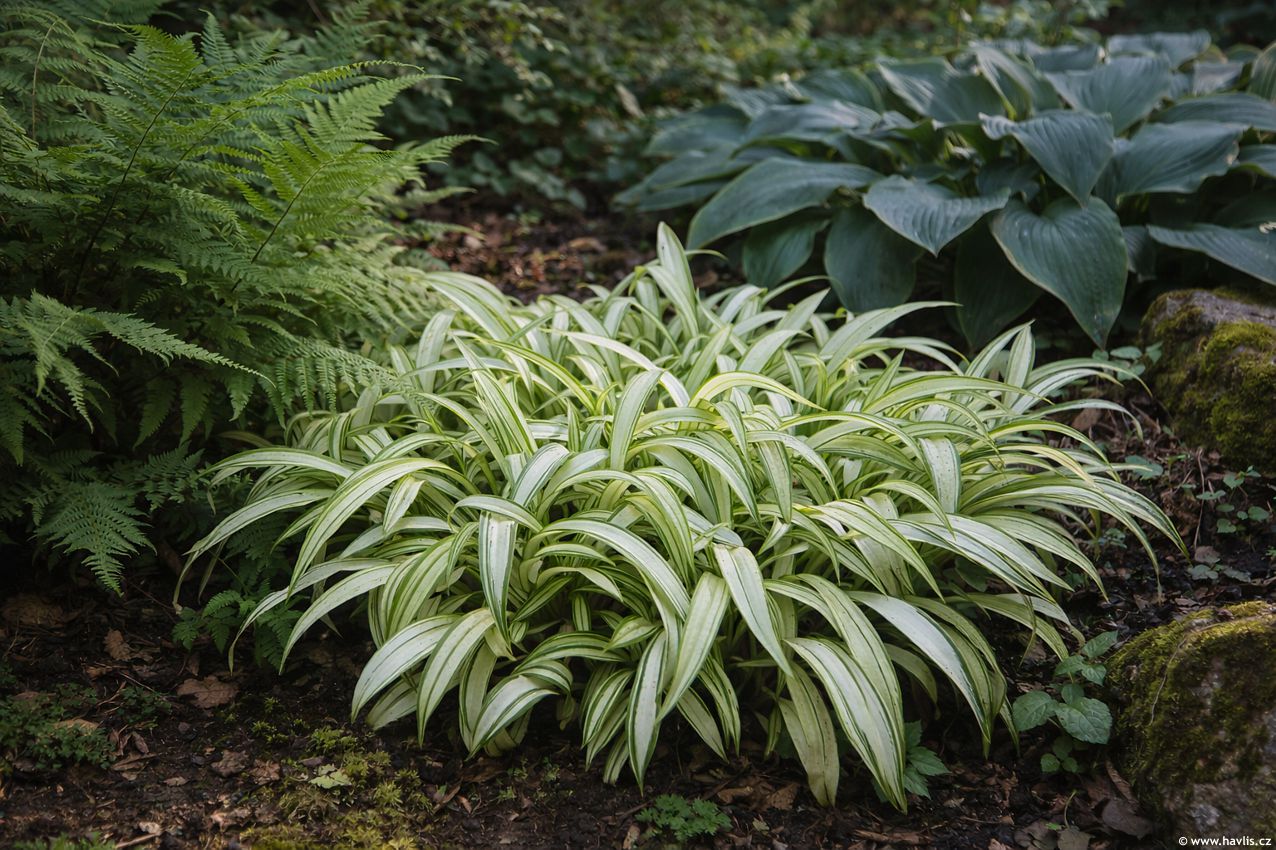 carex siderosticta Shiro-nakafu 2026 AIGI 1.jpg