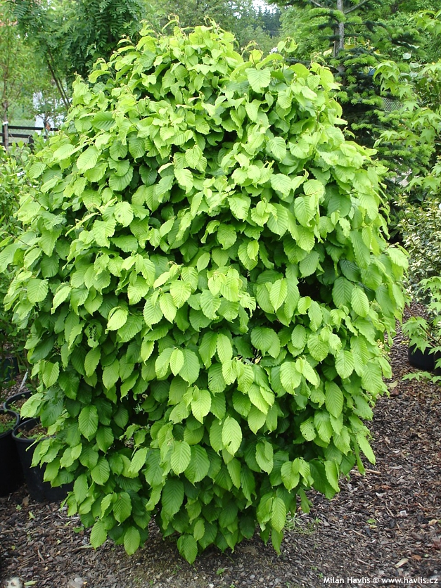 carpinus betulus Monumentalis