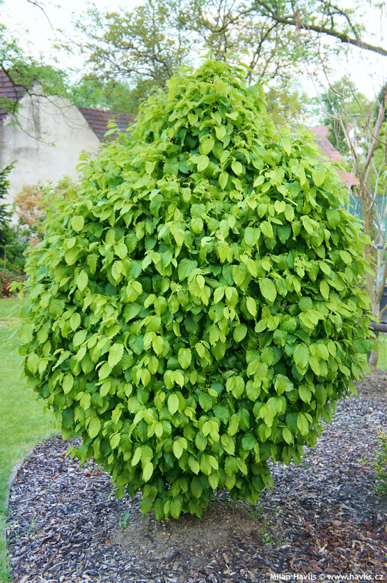 carpinus betulus Monumentalis