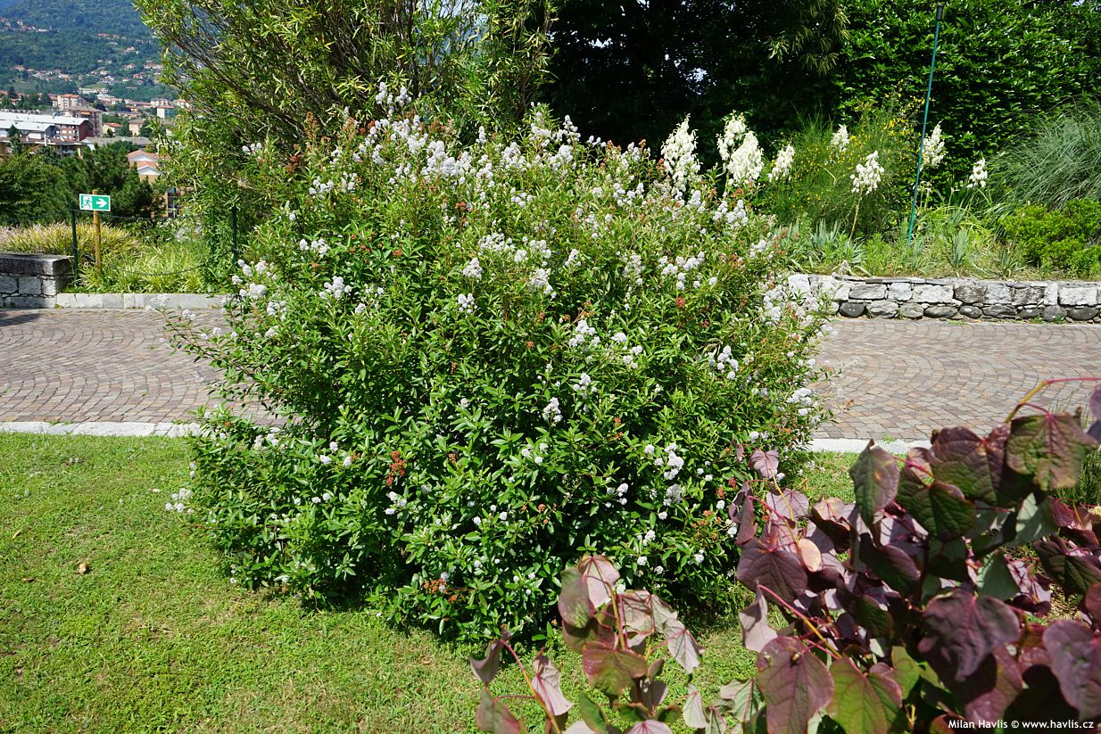 ceanothus x delilianus