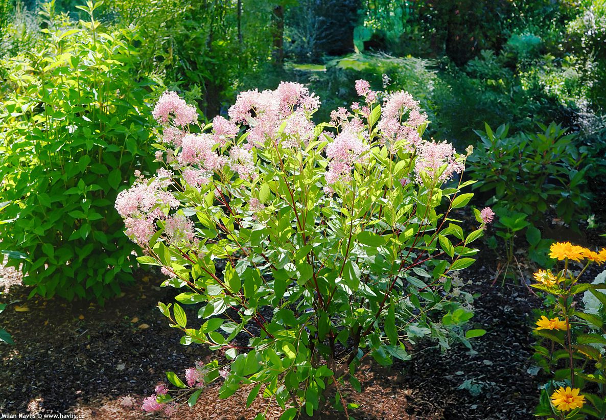 ceanothus x pallidus Marie Simon