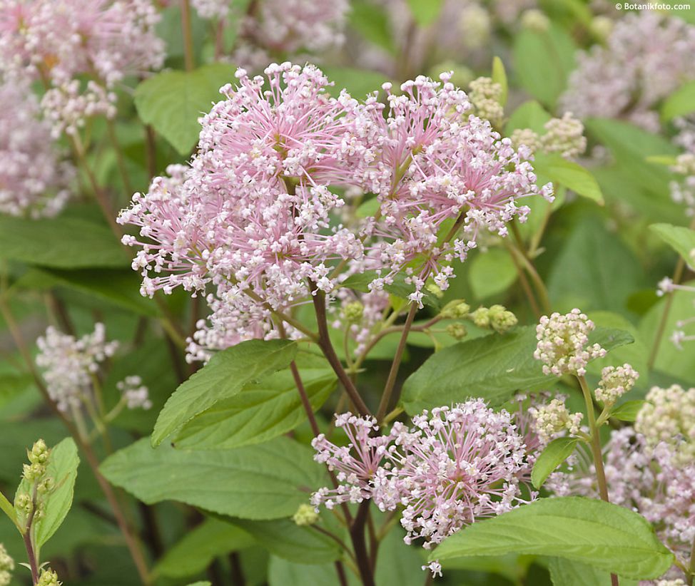 ceanothus x pallidus Marie Simon