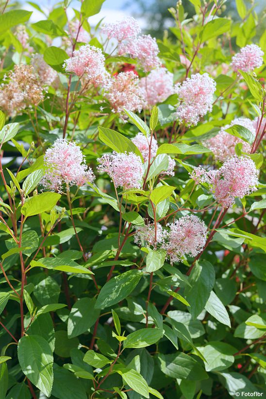 ceanothus x pallidus Marie Simon
