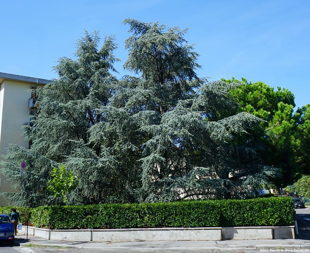 cedru atlantica Glauca