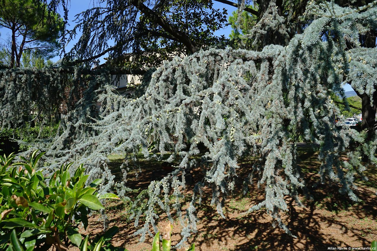 cedru atlantica Glauca
