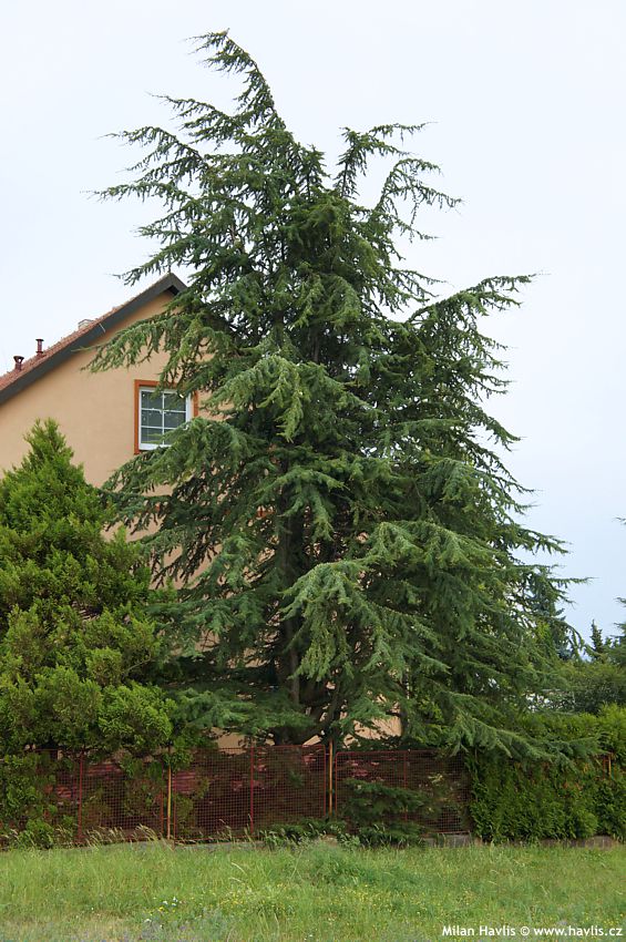cedrus atlantica