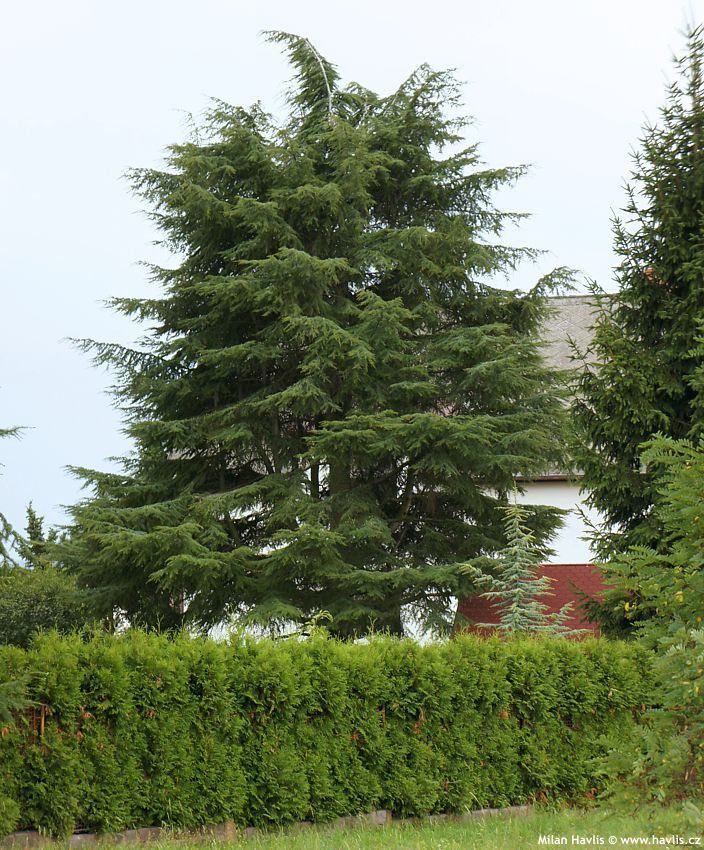 cedrus atlantica