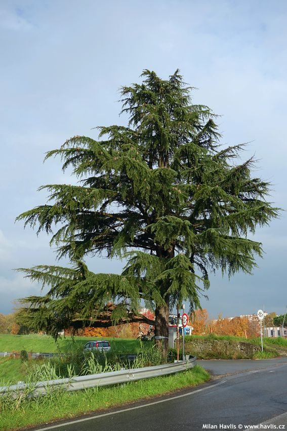 cedrus atlantica
