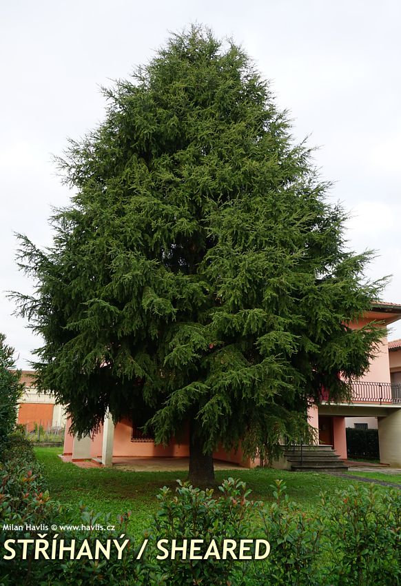 cedrus atlantica