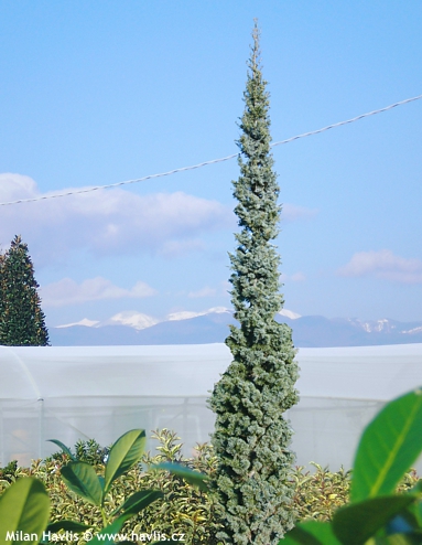 Cedrus atlantica f. FASTIGIATA GLAUCA
